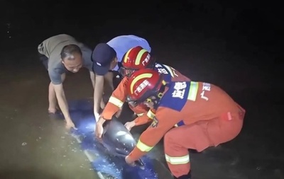 中国広西 座礁したイルカが海へ帰還 消防救援隊らが緊急救助