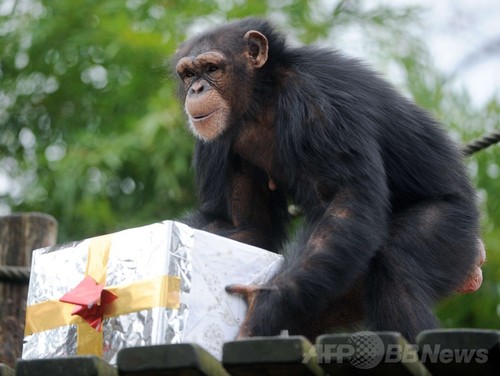 お歳暮みたい プレゼントを受け取るチンパンジー 写真15枚 ファッション ニュースならmode Press Powered By Afpbb News
