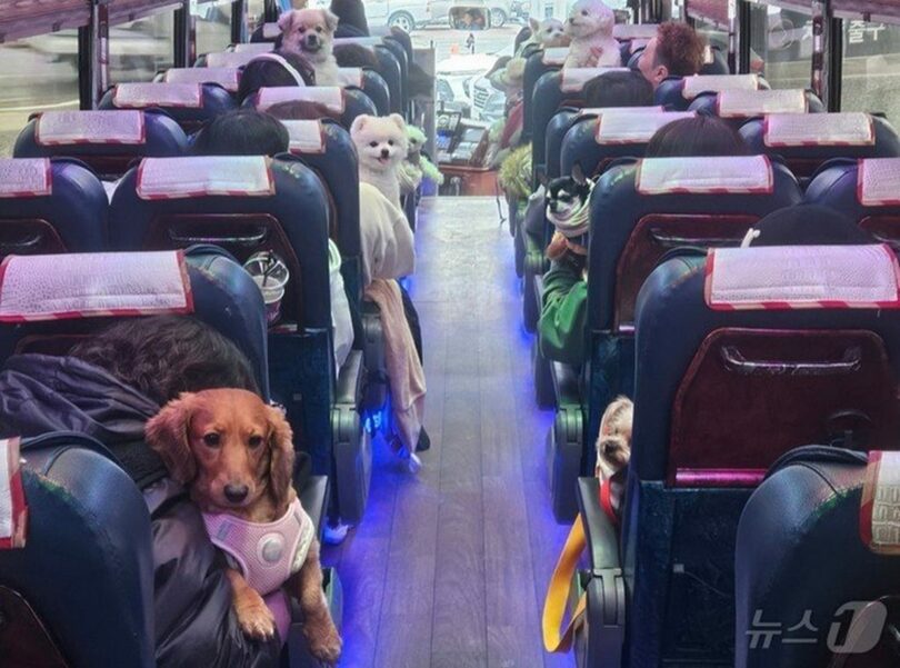 ペット同伴可能な「Pets Go Travel」バス＝Pets Go Travel提供(c)news1