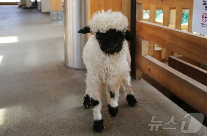 ヴァレーブラックノーズシープ＝韓国観光公社提供(c)news1