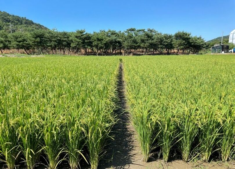 農村振興庁提供(c)NEWSIS