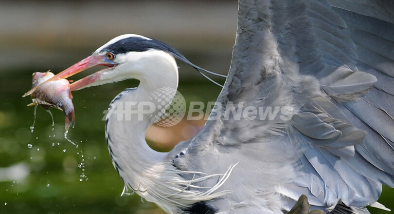 アオサギ、水上のハンティング 独動物園