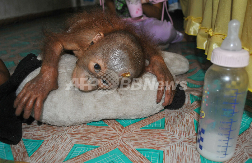住宅地に迷い込んだオランウータンの赤ちゃん、インドネシア