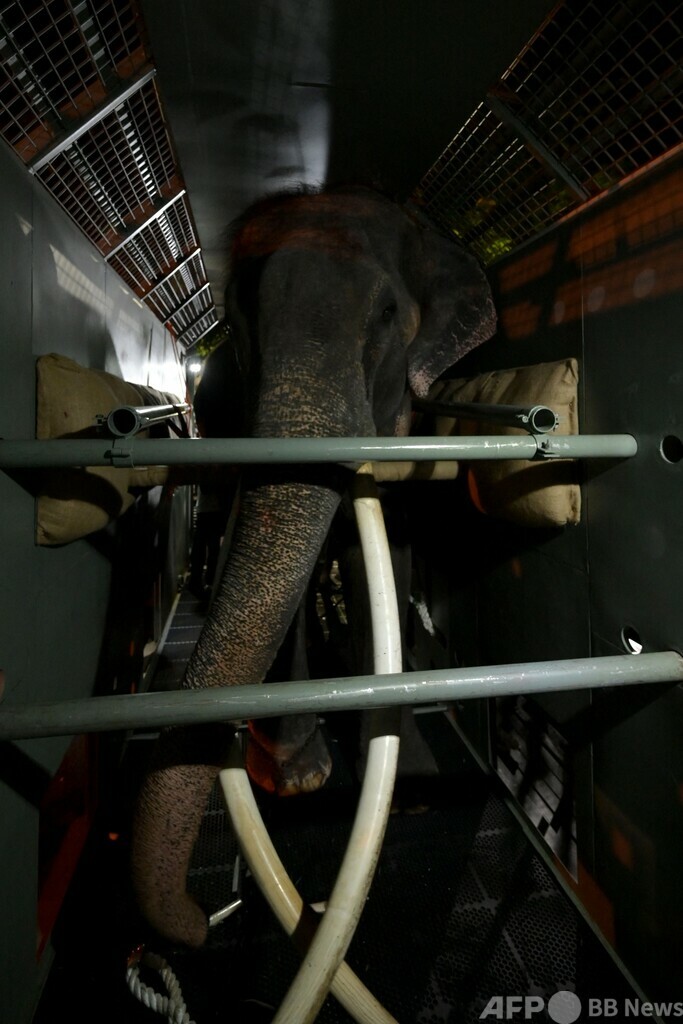 虐待被害のゾウ、スリランカから母国タイに到着 22年前に寄贈