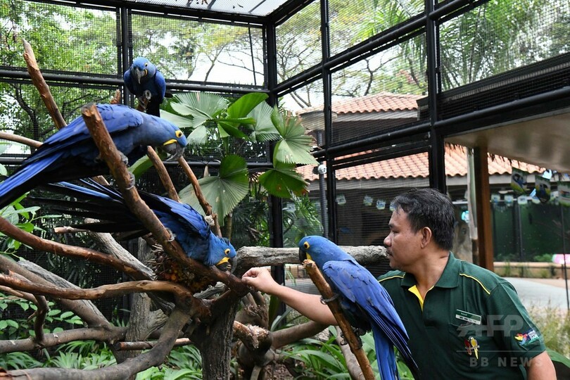 鳥たちと固い絆結ぶ難聴の飼育員、意思疎通も可能 シンガポール