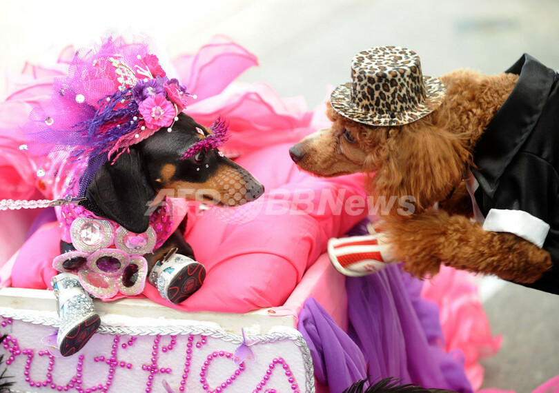 仮装犬猫集合、ハロウィン募金イベント フィリピン