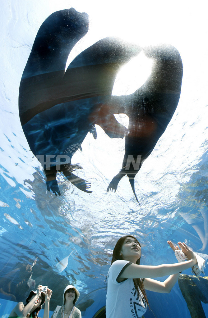 横浜・八景シーパラダイスで「ふれあいラグーン」が27日にオープン