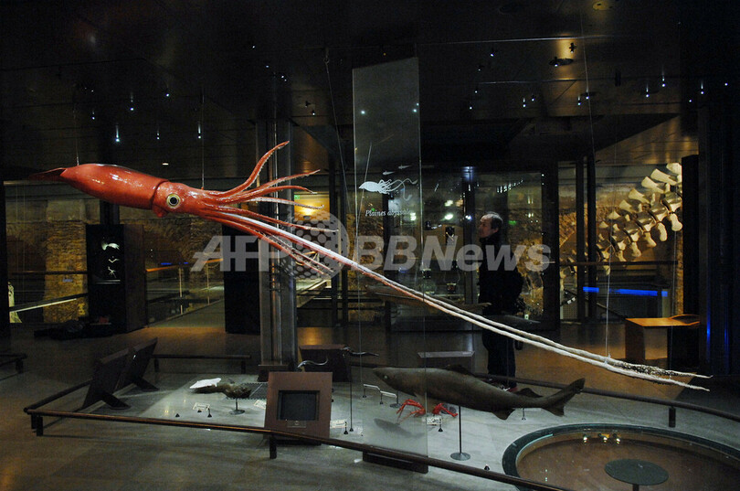 パリの博物館に巨大イカ出現