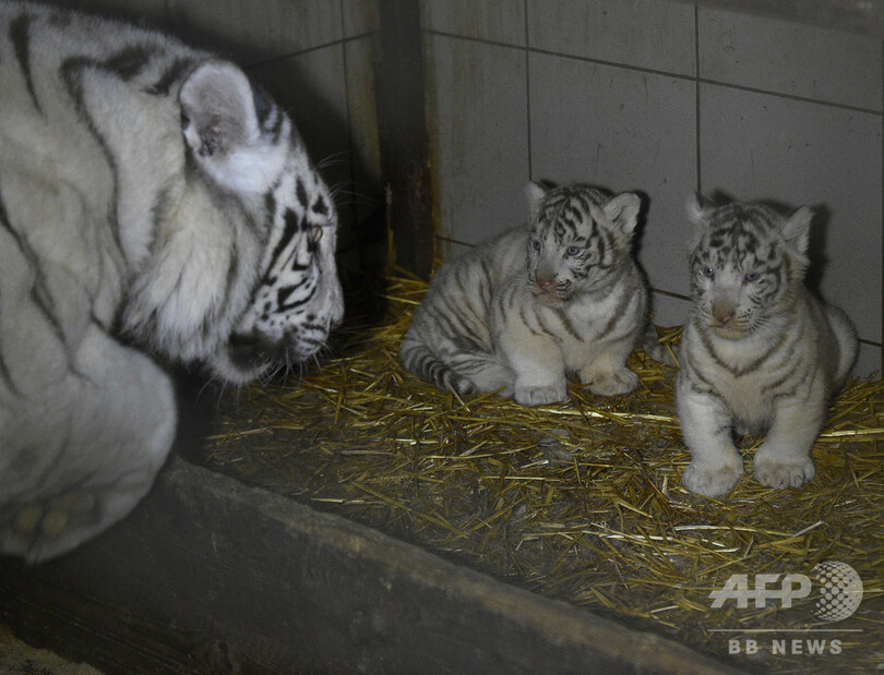 【今日の1枚】うちの子に何するつもり?!