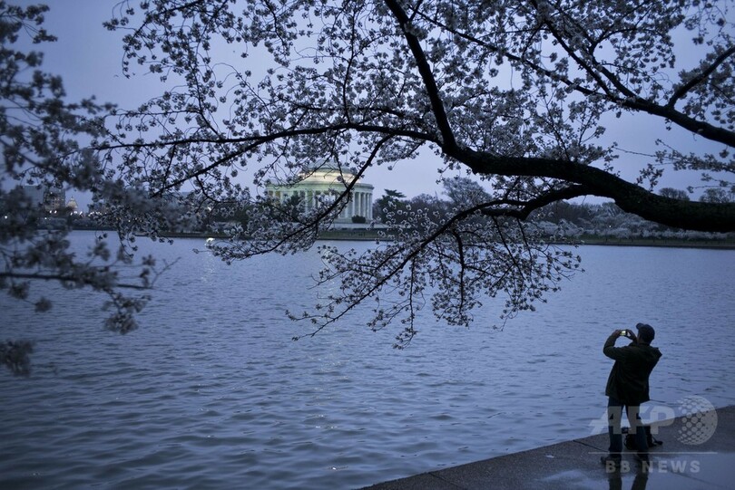 朝焼けに浮かぶ桜のシルエット、米首都