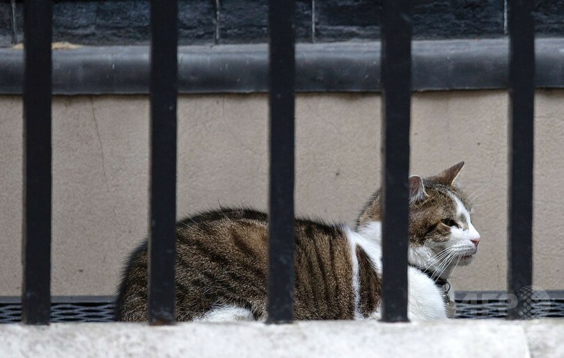 英首相官邸のネコ「ラリー」、キャメロン一家とともに去らず？