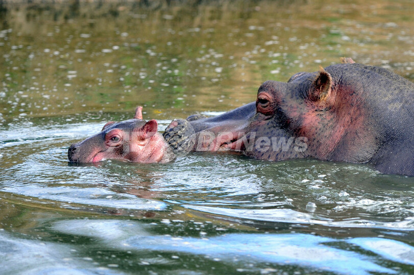 カバの赤ちゃん、大きなあくび フランス