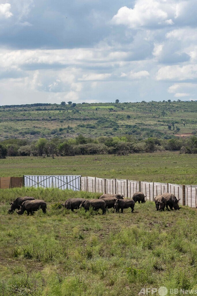 ミナミシロサイ30頭、南アからルワンダへ移送 航空機で