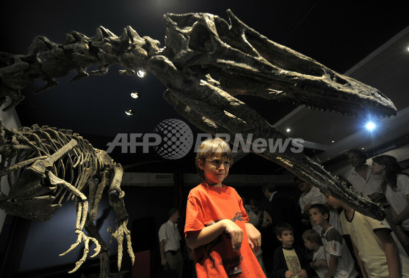 アルゼンチンで最大級の肉食恐竜の化石公開