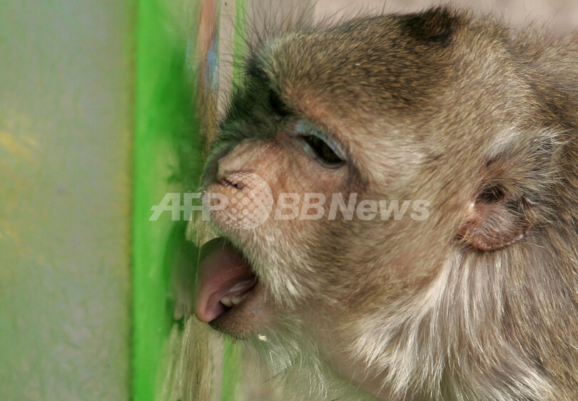 年に一度のおもてなし、タイで「サルのビュッフェ祭り」