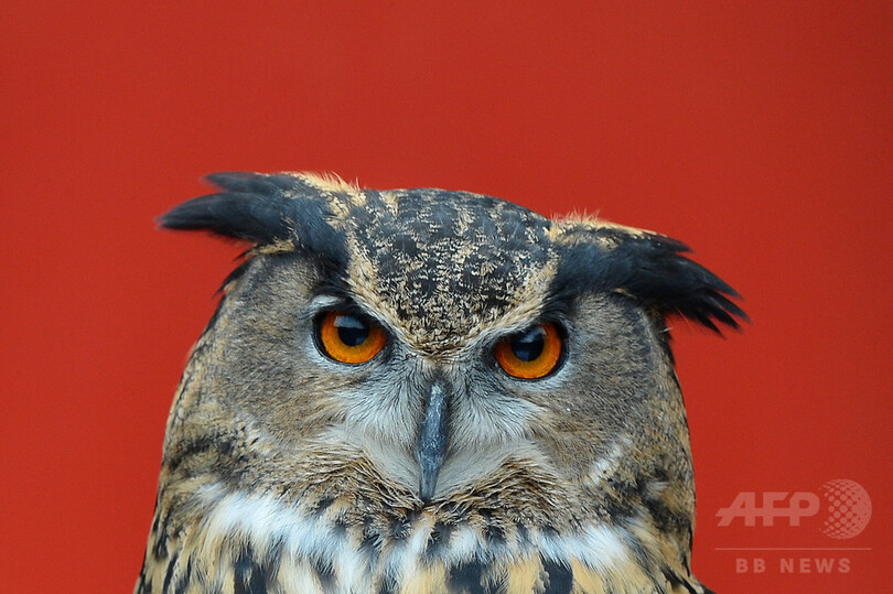 「恐怖のミミズク」、ようやく捕獲 オランダ