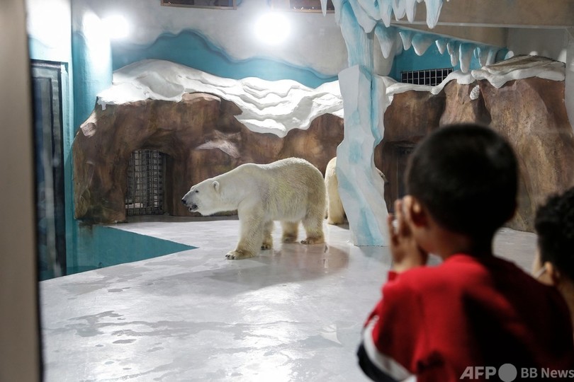 ホッキョクグマに会えるホテル、中国に開業 動物愛護団体が非難