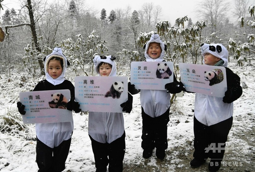 2頭の人工飼育パンダ、野外へ 中国・成都地区では初