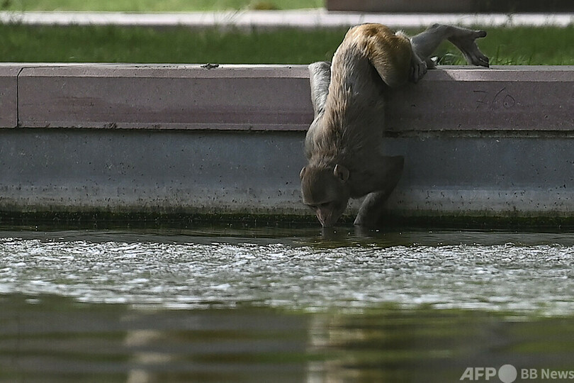 水を求めて井戸に飛び込んだサルの群れ、出られず溺死 インド熱波