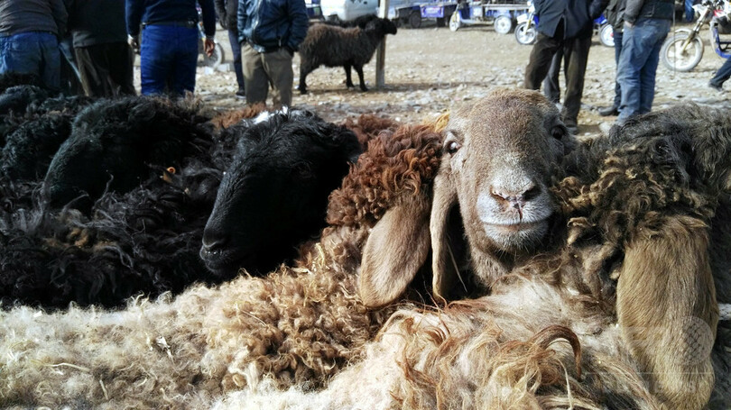 伝統的なバザールに集うカシュガルの人、牛、羊