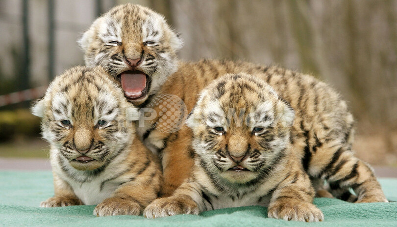 生後間もないシベリアトラの赤ちゃんを公開、 ドイツの動物園