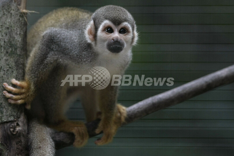 アマゾンに生きる絶滅危惧種の動物たち