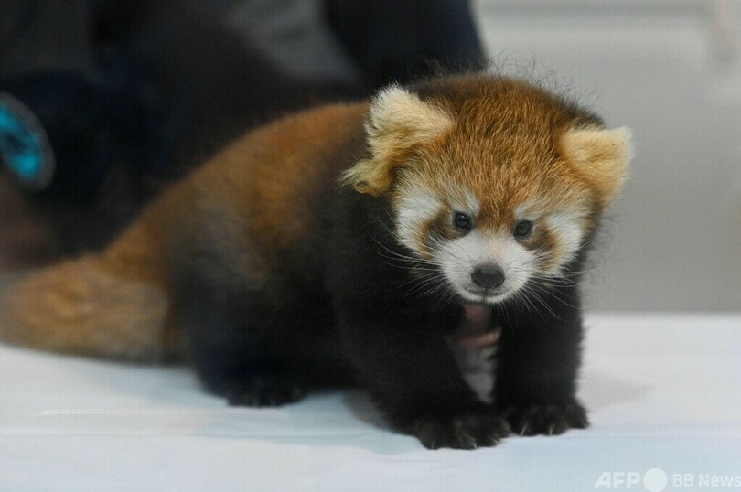 生後約2か月のレッサーパンダ2頭、元気に成長 横浜