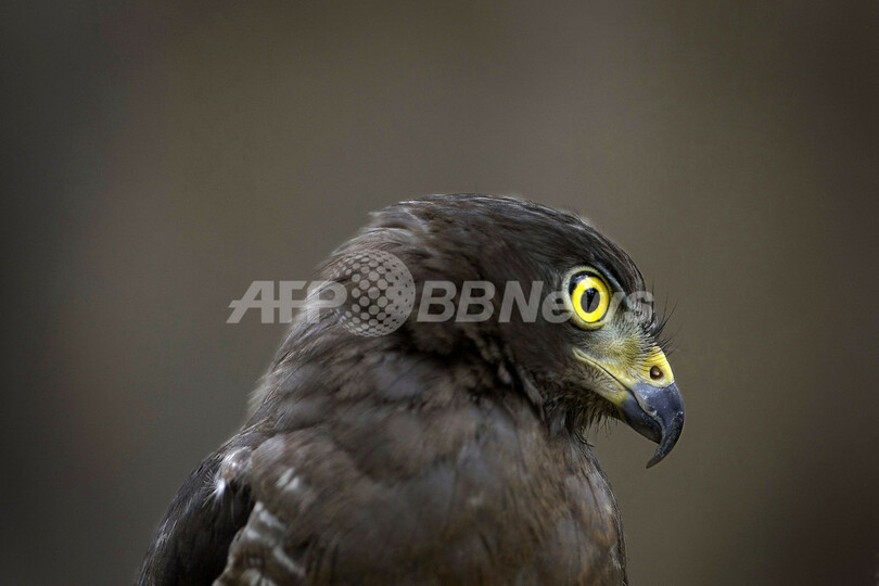 アマゾンに生きる絶滅危惧種の動物たち
