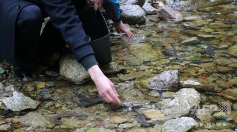 555匹のオオサンショウウオを自然保護区で放流、中国・河南省