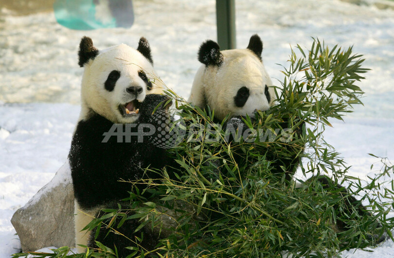 中国・維坊の仲良しパンダたち