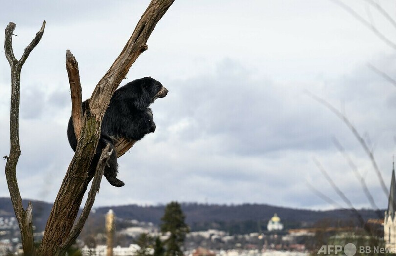 【今日の1枚】木の上で何思う、望郷か脱走か？ オーストリア