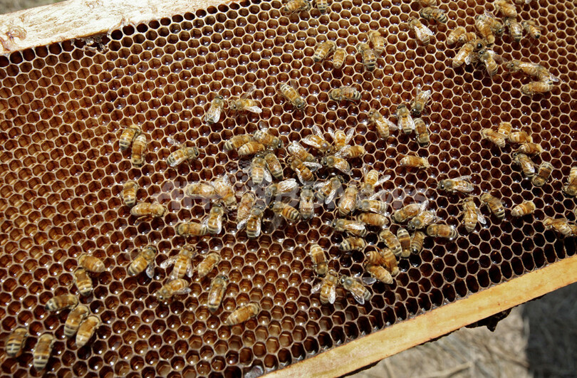 ミツバチが消える「蜂群崩壊症候群」の原因にウイルス説浮上 写真5枚