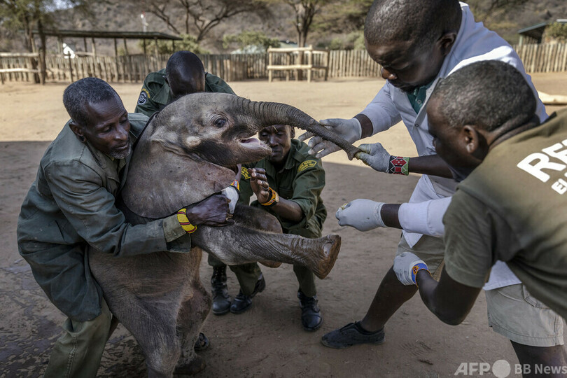 過去40年で最悪の干ばつ、救助された子ゾウたち ケニア