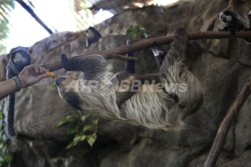 ナマケモノの長い首、その一部は「首」ではない 英研究
