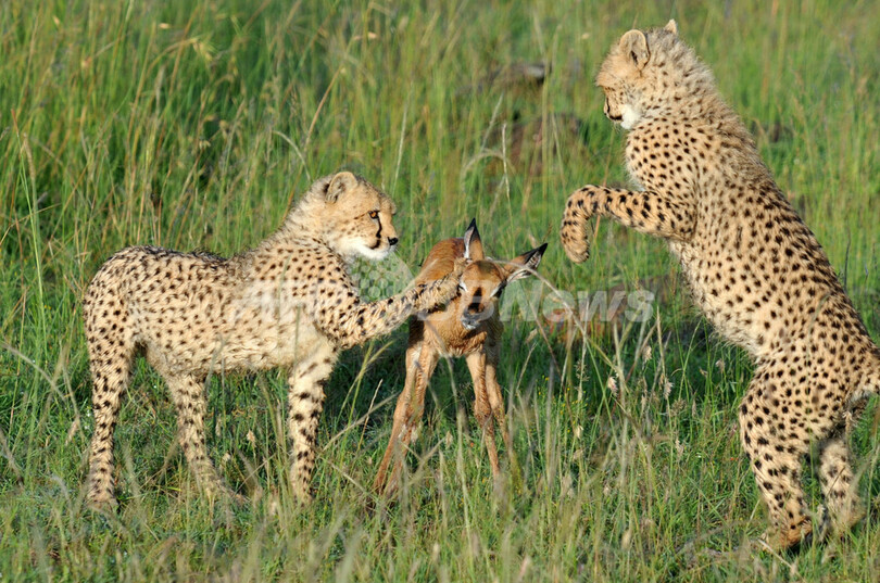 ある日のマサイマラ国立保護区、ケニア