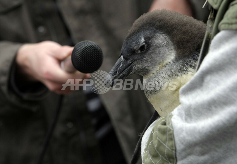 ケープペンギンの赤ちゃん、初めての冬 ブダペスト