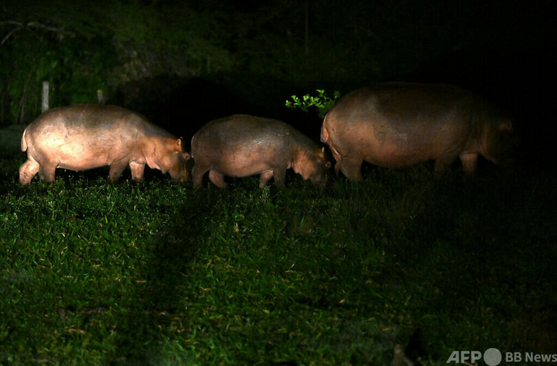 麻薬王のカバ爆増、一部を殺処分へ コロンビア