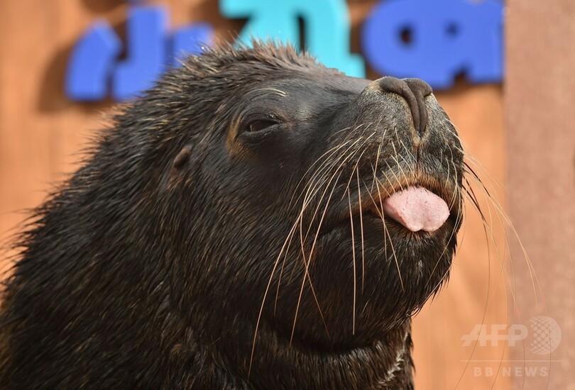 オタリアが「酉」の書き初め、八景島シーパラダイス