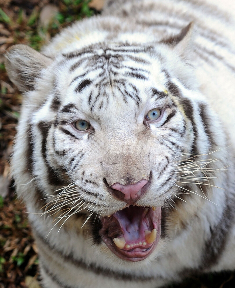 青い目が印象的、スリランカ動物園のホワイトタイガー