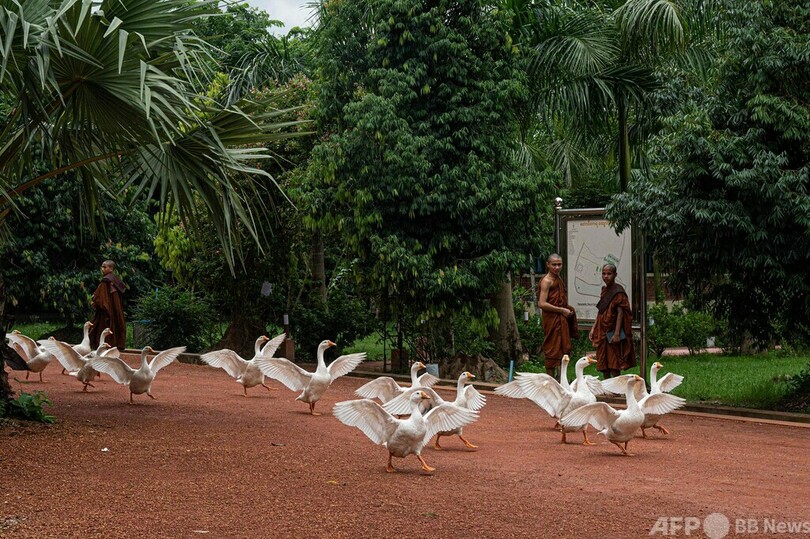 【今日の1枚】飛んでるつもり？ ガチョウの徒競走 ミャンマー