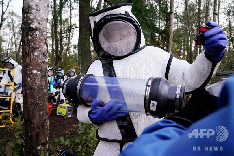 米で発見の「殺人バチ」の巣、無事駆除