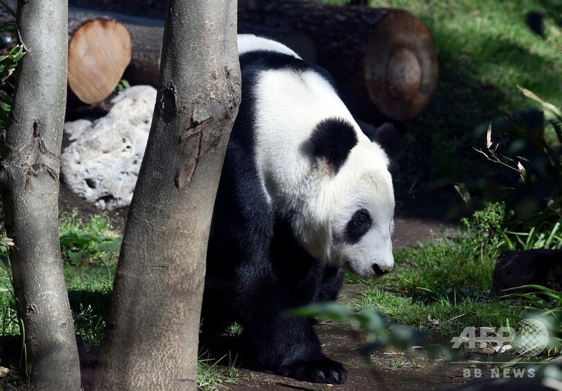 世界で2頭だけ、中国に所有権のないメキシコのパンダたち