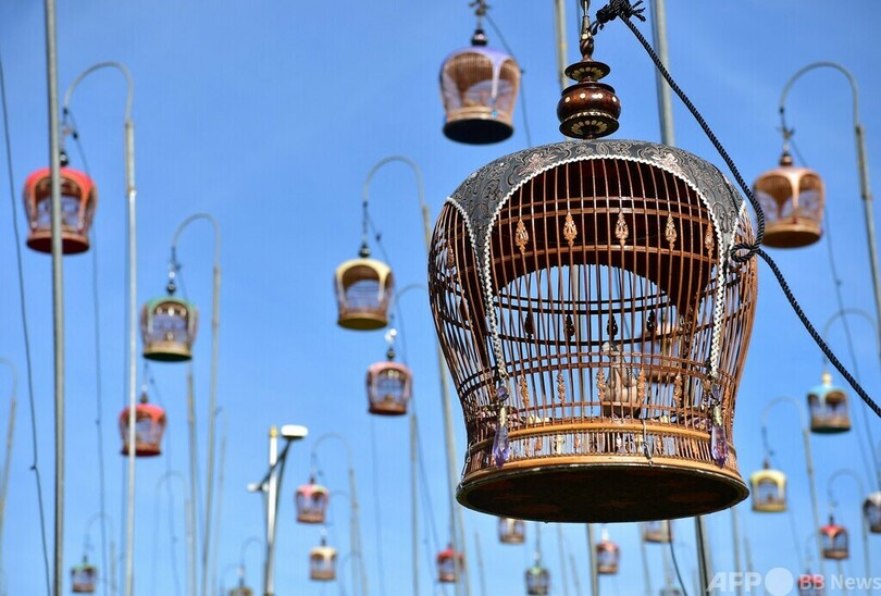 【今日の1枚】美声を聞かせて、鳥の歌声コンテスト