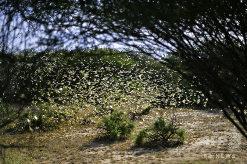 バッタの大群、ウガンダに襲来 FAOは「蝗害」を警告