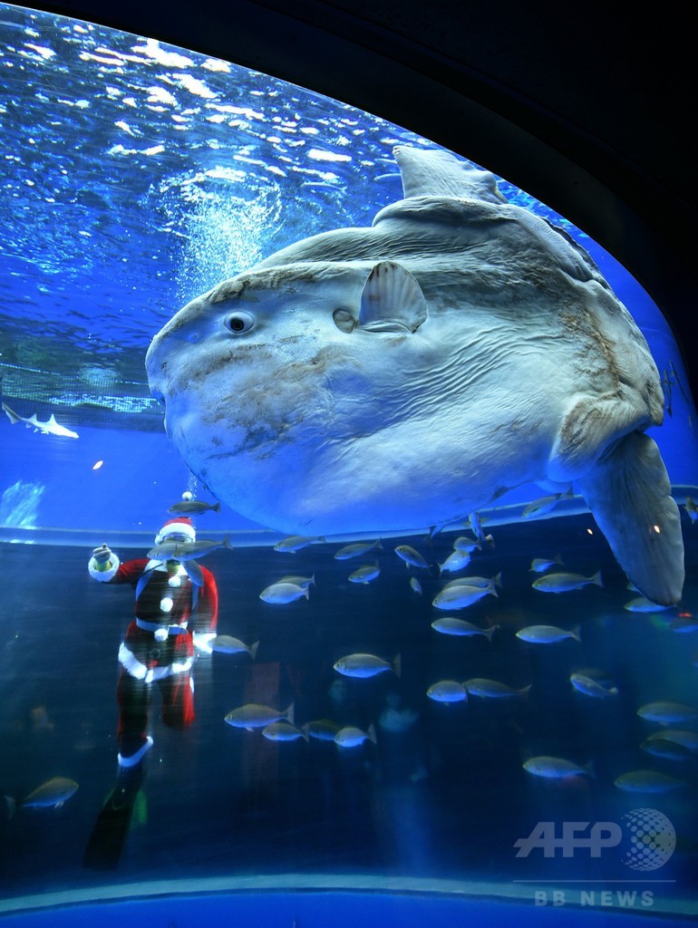 シロイルカのサンタさん登場、シーパラのＸマスイベント