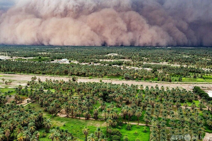 【今日の1枚】ヤシ畑に迫り来る砂嵐 スーダン
