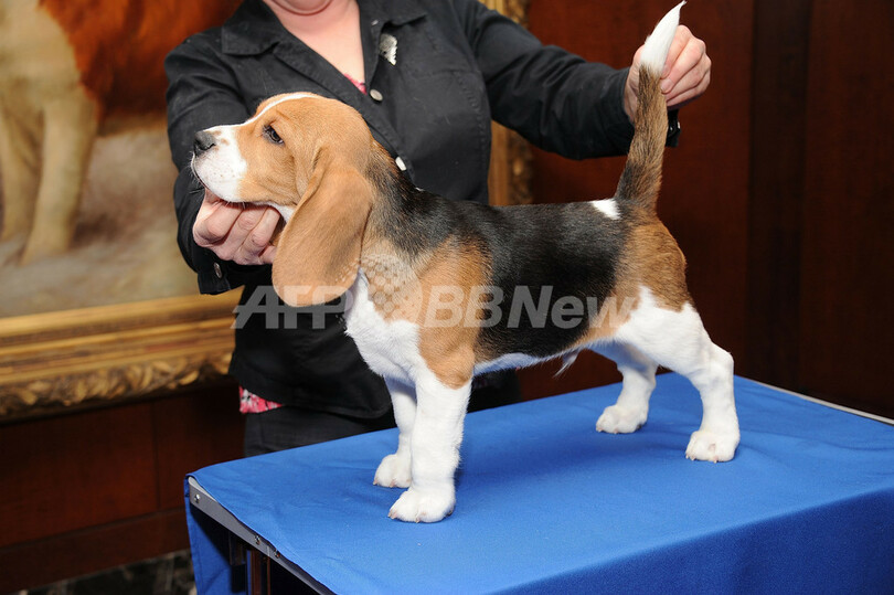 アメリカンケンネルクラブが12年の人気犬種を発表