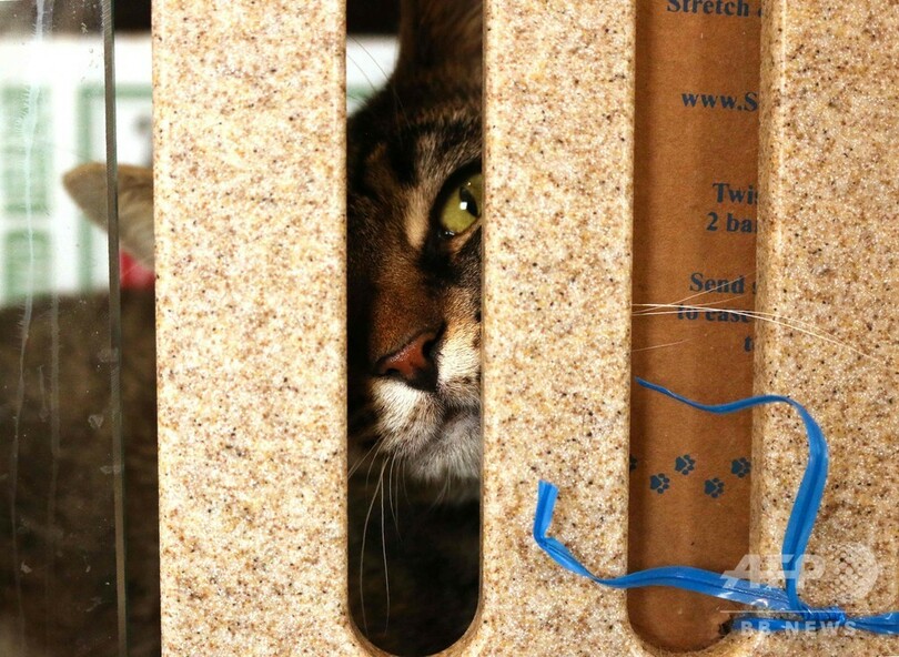 元野良猫たちがネズミ退治で大活躍、殺処分を免れ 米首都