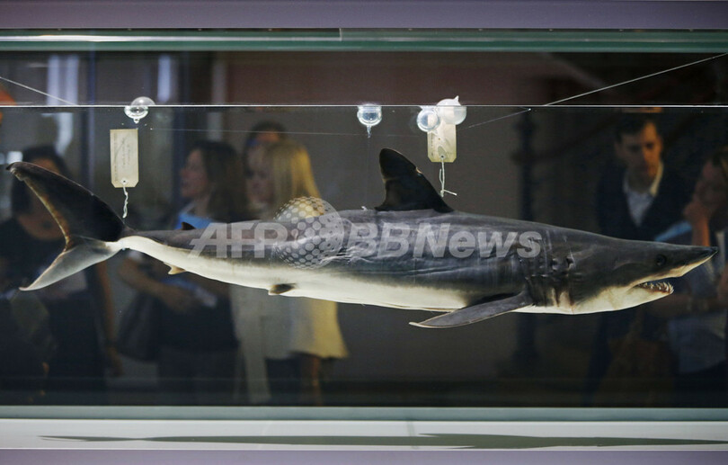 モナコでサメ展、世界海洋デーに開幕