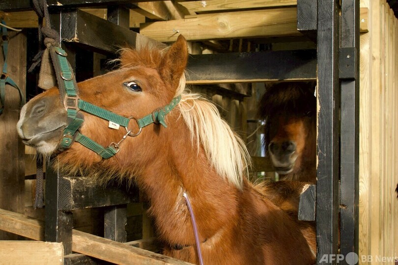 牝馬の「血液牧場」、動物愛護団体が非難 アイスランド